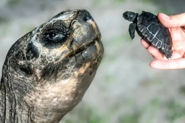 A tartaruga Golias de Galápagos conhece seu primeiro filhote no Zoológico de Miami na quinta-feira.Ron Magill /