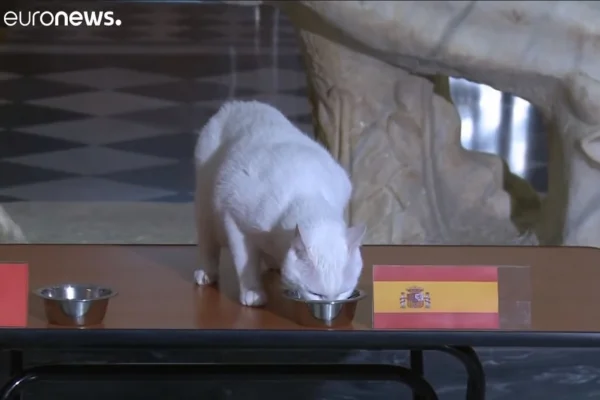 gato