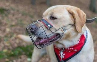 cachorro com focinheira de ferro - metropoles