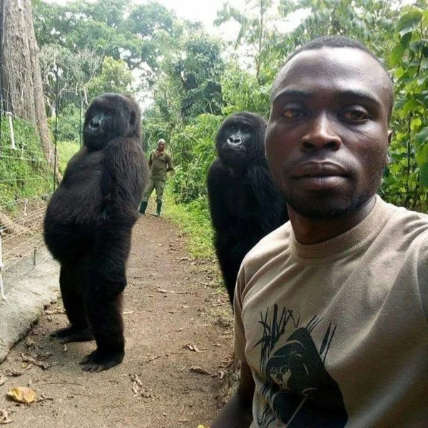 Gorilas posam para “selfie” ao lado de guardas que os protegem