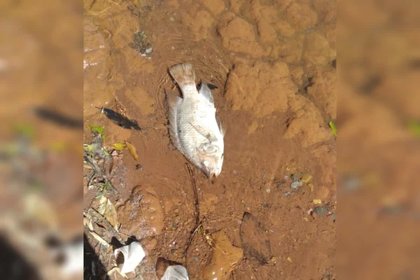 Peixe morto em lago