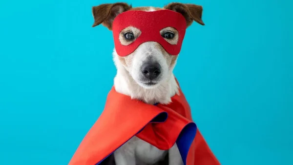 Carnaval, pet, cachorro fantasiado de super herói
