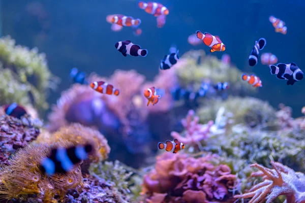 Imagem mostra vários peixe-palhaço nadando entre os corais - Metrópoles