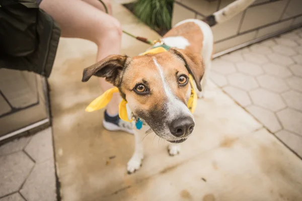 Fita amarela na coleira indica que cachorro precisa de espaço; entenda