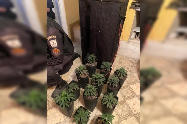 Homem é detido com pés de maconha dentro de apartamento no Rio