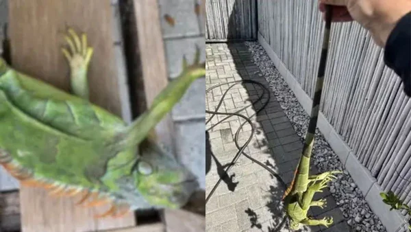 Montagem com fotos de iguanas-verdes congeladas durante frio extremo nos EUA