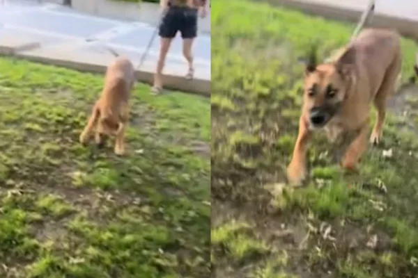 Foto colorida de um cachorro - Metrópoles