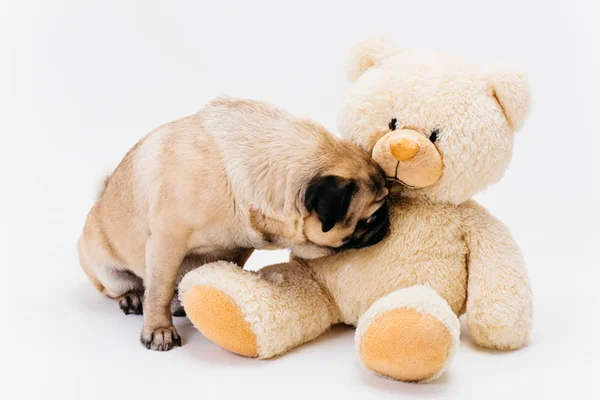 O incrível olfato dos cães. Saiba tudo sobre o poder canino