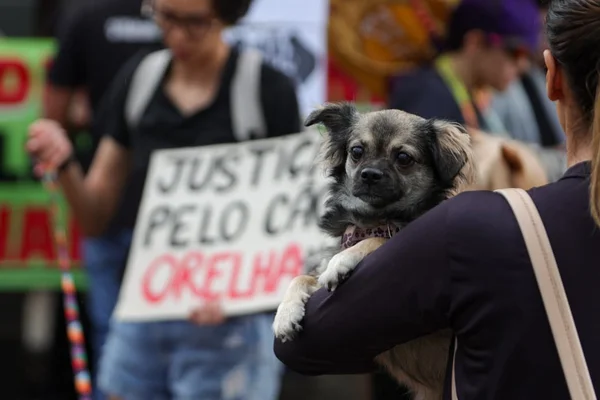 Morte do cão Orelha provoca mobilizações em capitais. Veja fotos