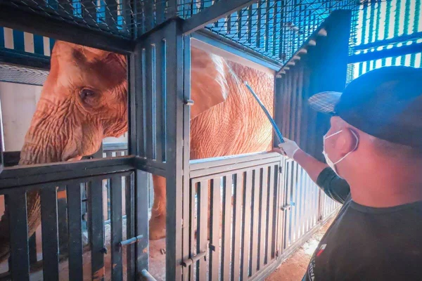 Zoológico de Brasília suspende utilização de anestesia em elefantes