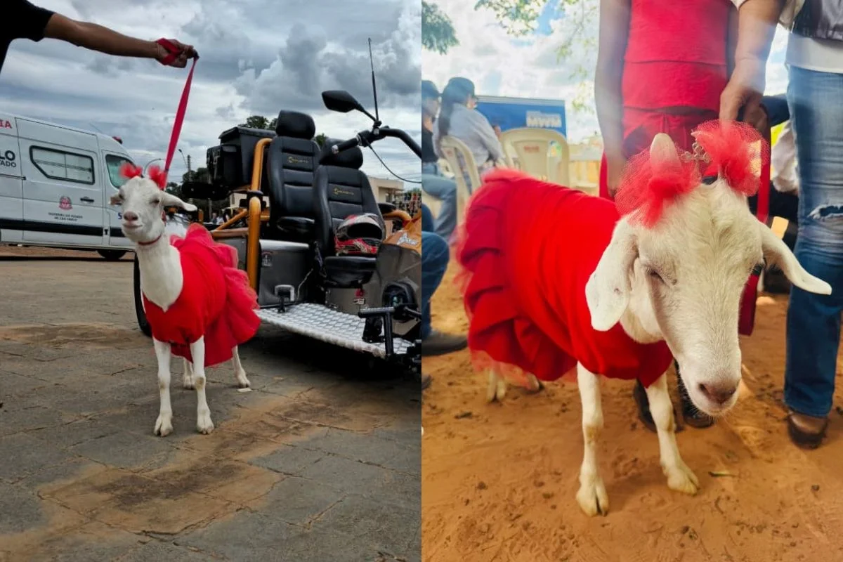 As roupinhas conquistaram o público As roupinhas conquistaram o público