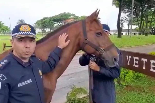 PMs, cavalo - Metrópoles