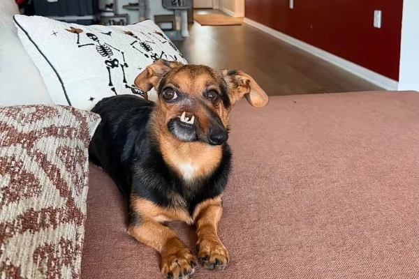 Filhote de Dachshund