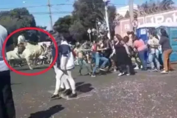 Imagem colorida: boi invade festa - Metrópoles