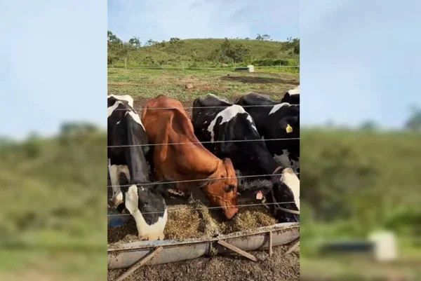 vacas se alimentando