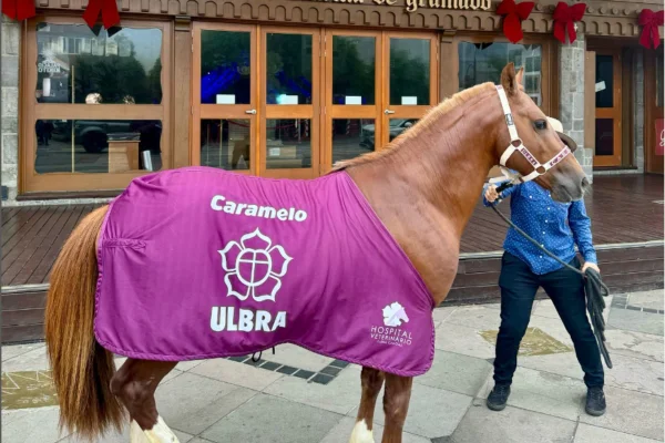 Imagem colorida, Da enchente ao lar: saiba como está o cavalo Caramelo após 1 ano - Metrópoles
