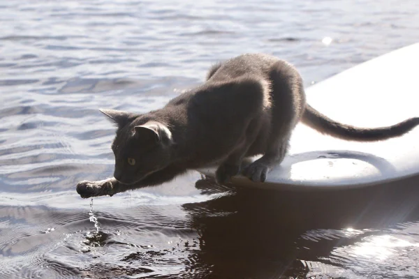 foto colorida de gato colocando a pata na água