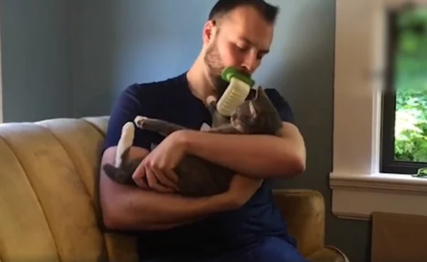 Novidade da vez: língua artificial de silicone para acariciar gatos