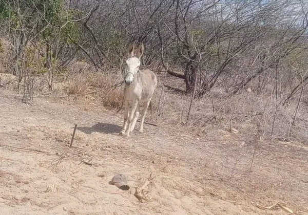 Jumento estava amarrado próximo ao corpo
