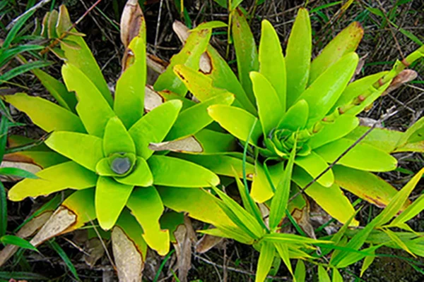 Pesquisadores descobrem nova bromélia Bahia