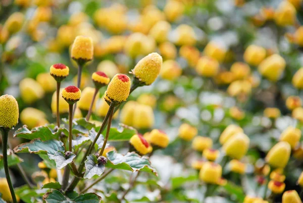 Foto colorida mostra flores amarelas de jambu - Metrópoles