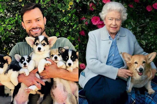 Criador de corgis no DF cita curiosidades sobre raça amada pela rainha