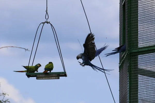 Arara azul