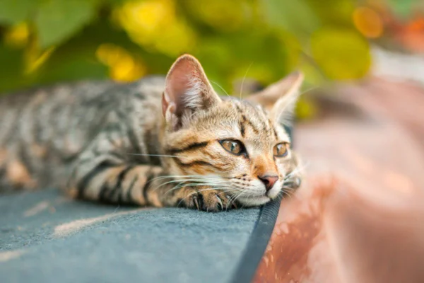 Imagem colorida de gato olhando para algum lugar com cara de tristeza