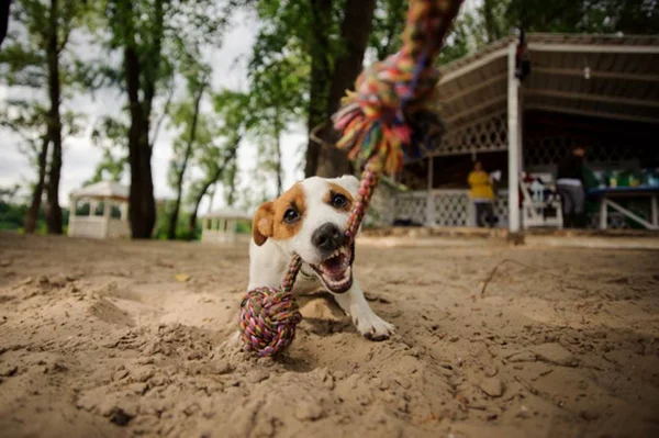 Confira nove sinais de que seu cãozinho está feliz