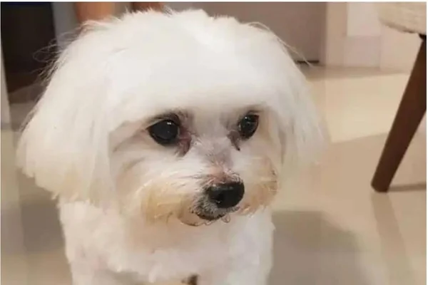 Grupo de capivaras ataca mulher e mata cachorro