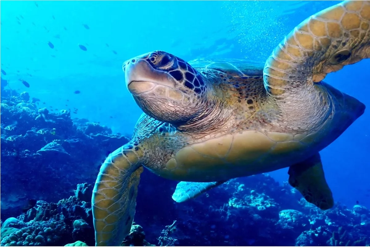 Meta 30x30 para os oceanos: o desafio não é mais a ambição, mas a ação eficaz