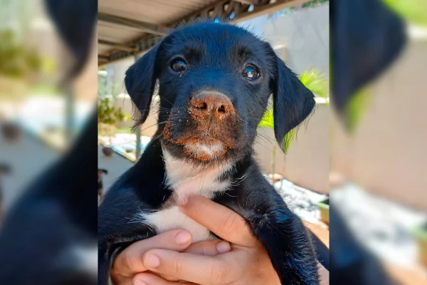 Jorginho, doguinho vítima de estupro no DF, é adotado e ganha novo lar - destaque galeria Jorginho, doguinho vítima de estupro no DF, é adotado e ganha novo lar - destaque galeria