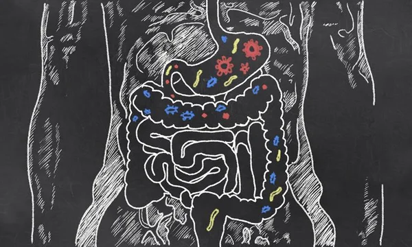 ilustração de intestino