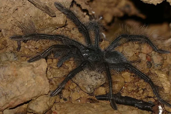 Goliath Birdeater, uma das maiores aranhas do mundo