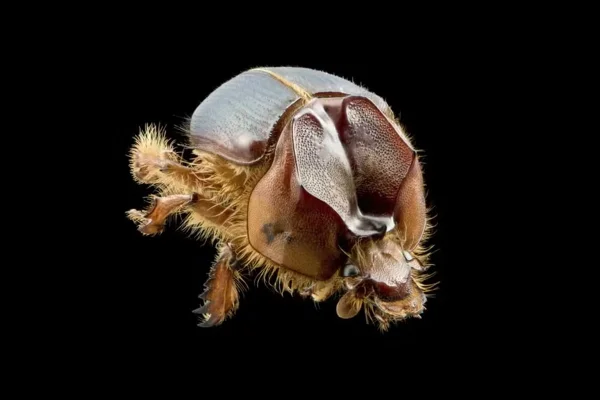 Imagem colorida do besouro Athyreus arretado - Metrópoles