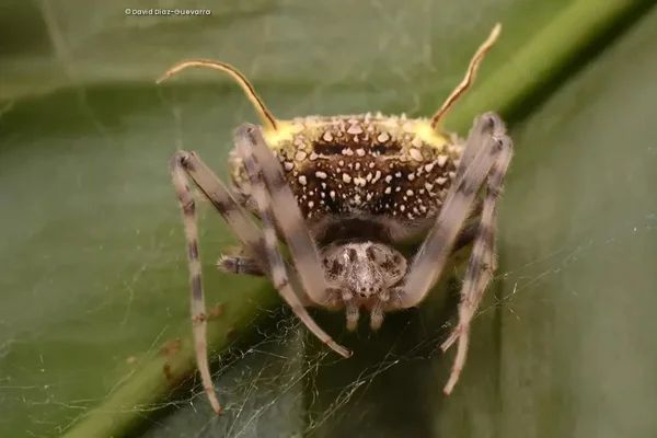 Imagem colorida mostra aranha disfarçada de fungo - Metrópoles