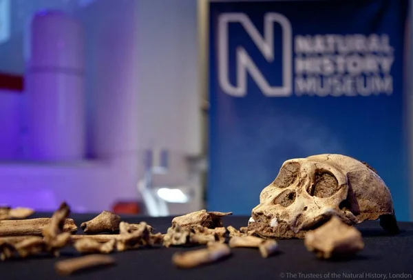 Espécie antiga do gênero humano é descoberta na África do Sul