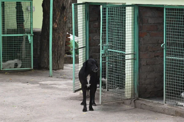 Foto colorida de um cachorro - Metrópoles