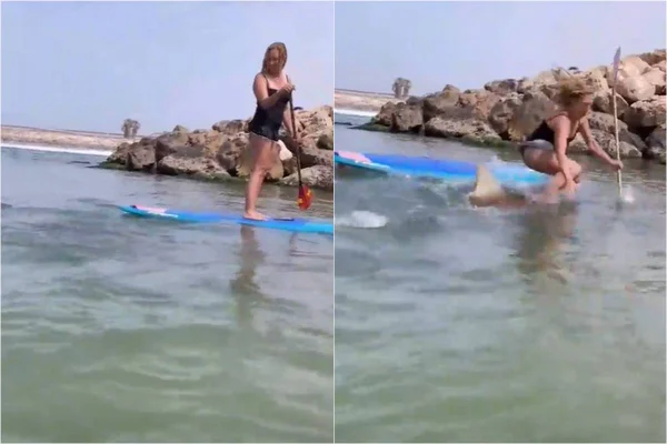 Foto colorida do momento em que tubarão se aproxima de mulher em praia - Metrópoles