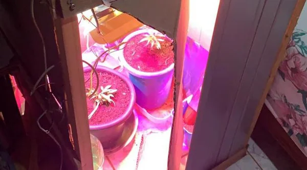Homem foragido por homicídio é preso pela PCDF com estufa de maconha