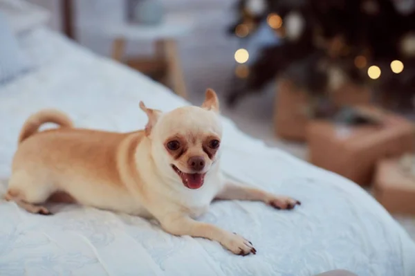 Confira as principais doenças que atingem cães da raça chiuhuahua
