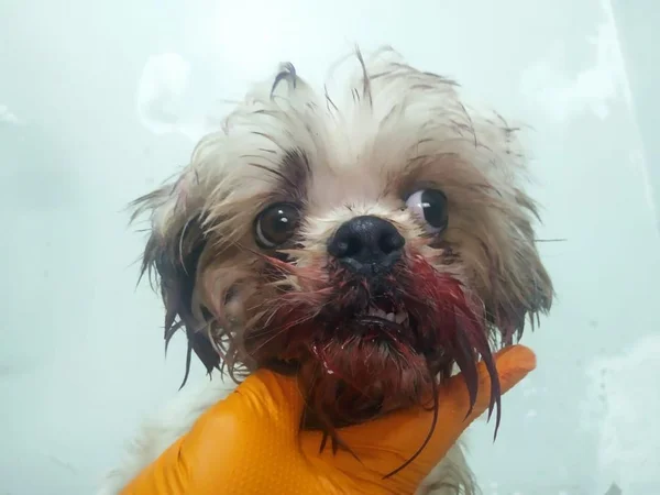 Cachorro baleado em duplo homicídio no DF apresenta melhora na saúde