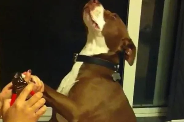 Digno de Oscar: cachorro finge desmaio para não cortar as unhas