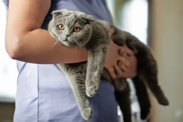 Imagem colorida de gato no colo de veterinário