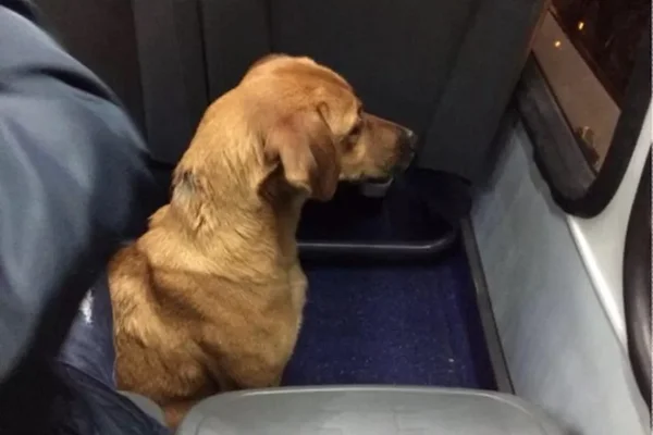 Cachorro pega ônibus, viaja por 3 km e desce sozinho em terminal