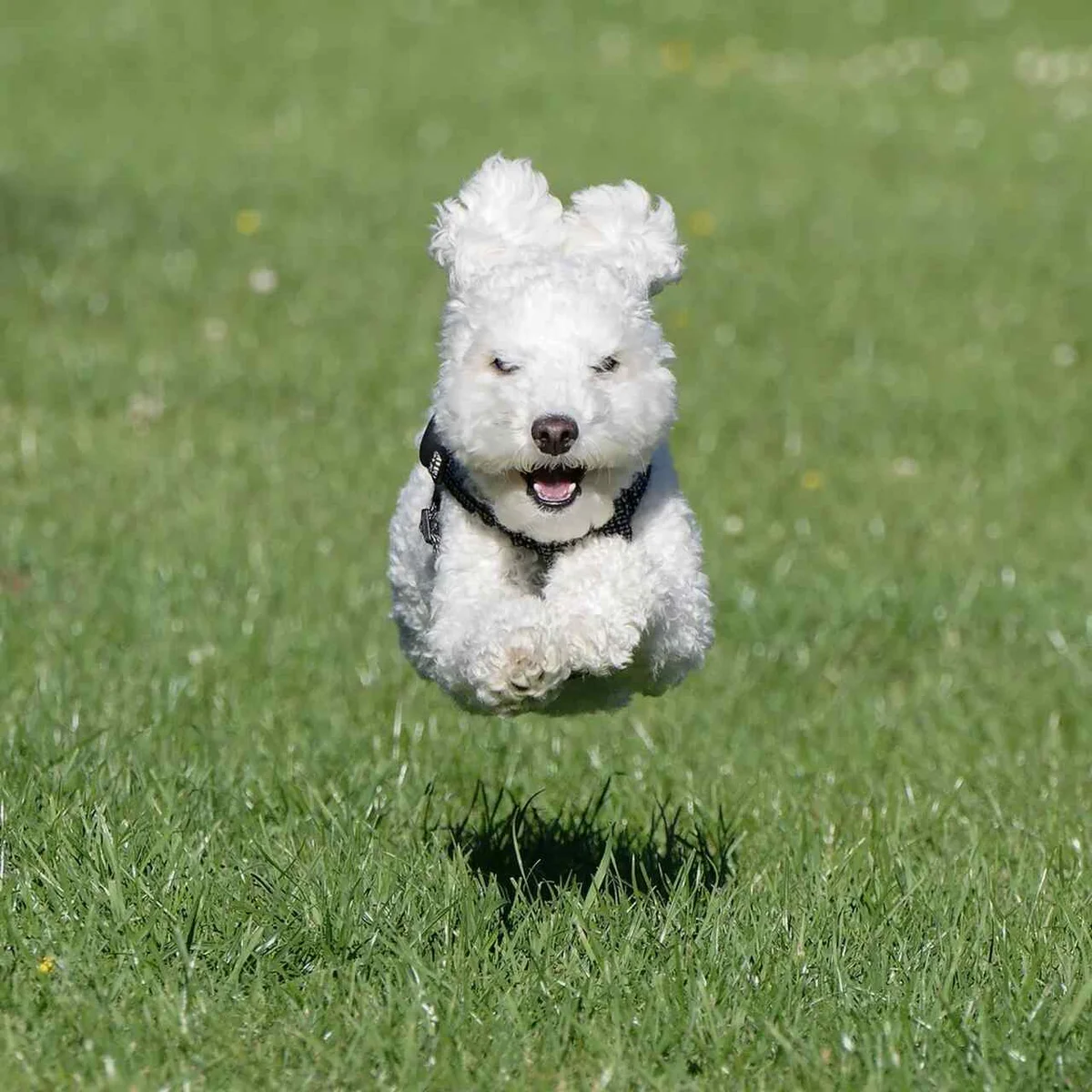 'Poodle voador', finalista do Comedy Pet Photo Awards — Foto: John Young/Comedy Pets 'Poodle voador', finalista do Comedy Pet Photo Awards — Foto: John Young/Comedy Pets