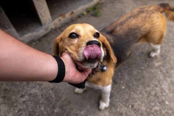 Imagem colorida de pessoa acariciando cachorro