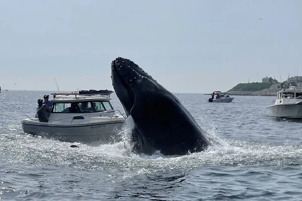 Vídeo: baleia jubarte salta e cai dentro de barco nos Estados Unidos