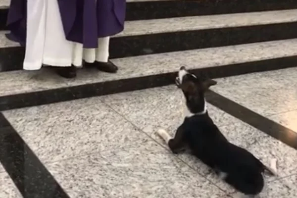 Vídeo de cachorro que assiste missa encanta a internet