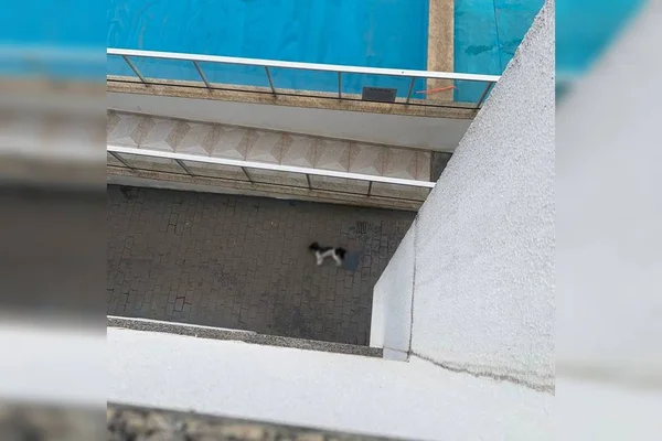 Águas Claras: cachorro da raça shih tzu morre após cair de apartamento